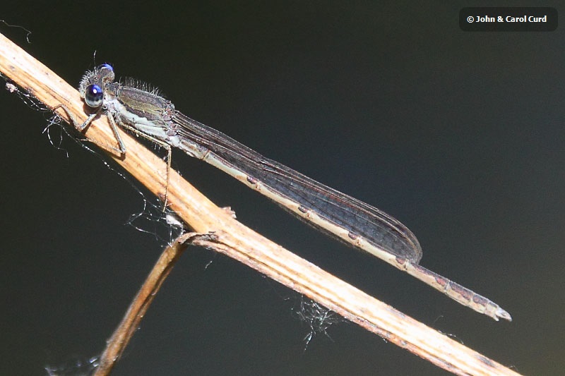 _MG_8416 Sympecma fusca male.JPG